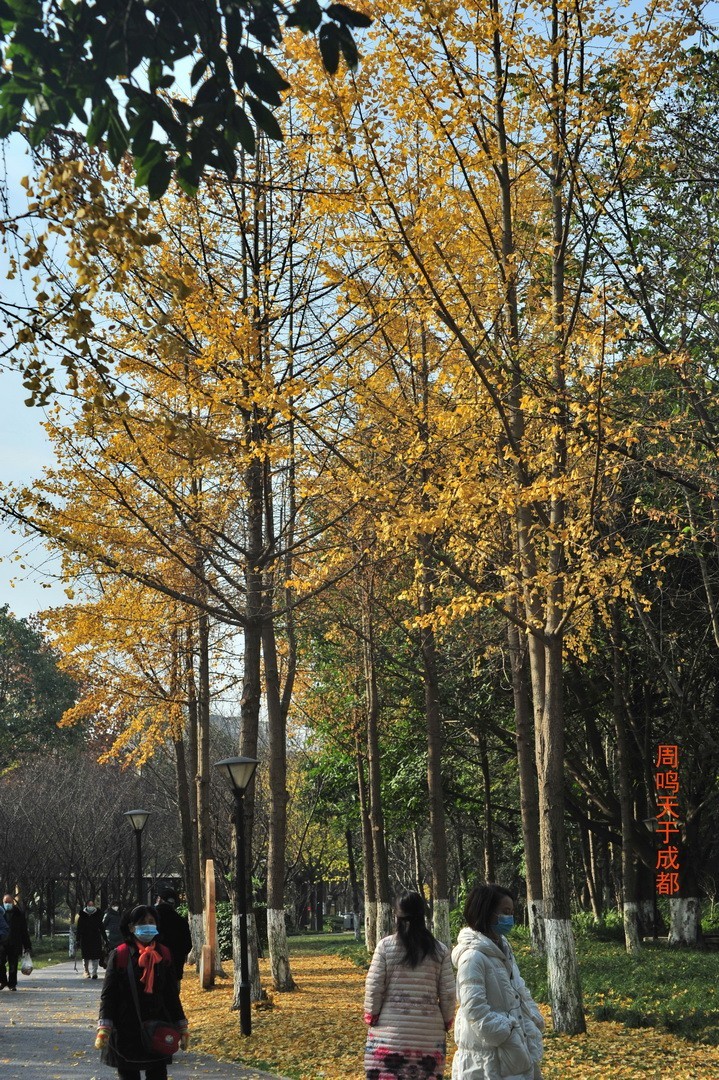 成都市 观音桥 沙河边         周鸣天