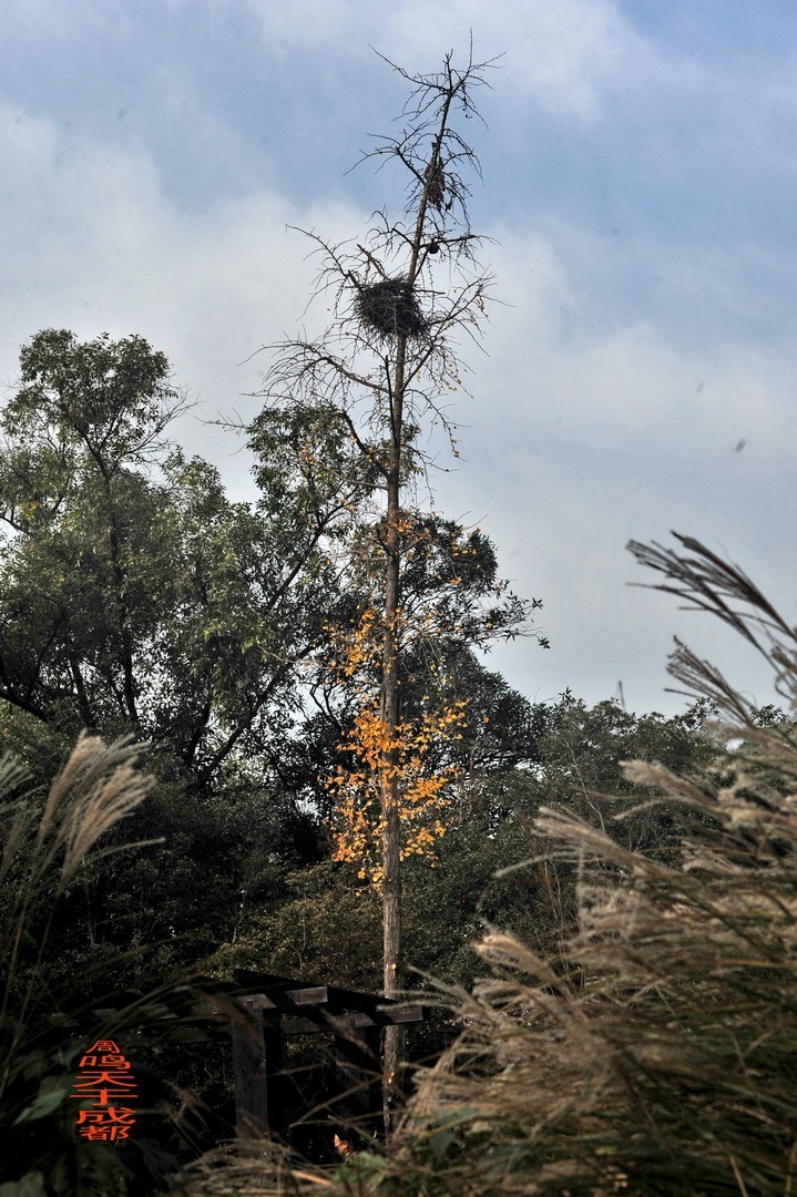 成都市 观音桥 沙河边         周鸣天