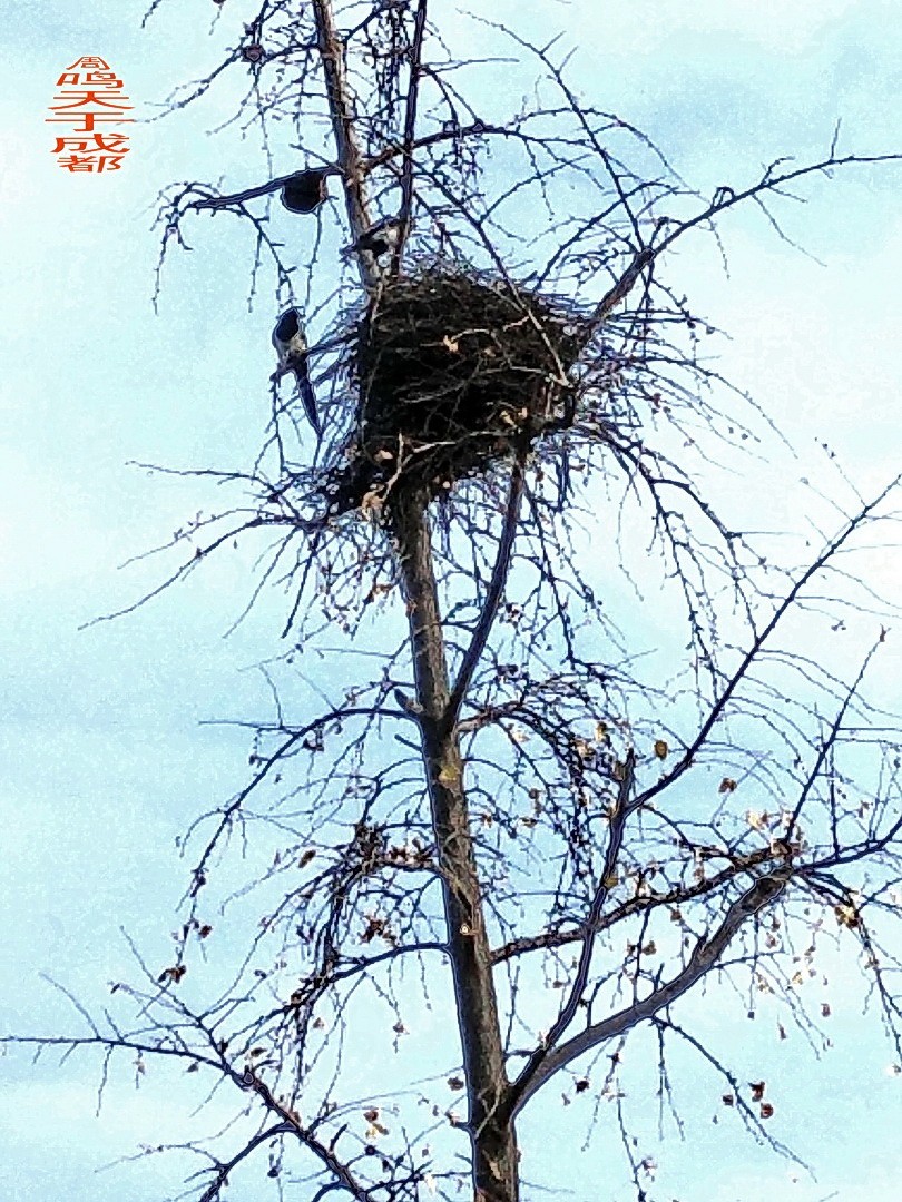 成都市 观音桥 沙河边         周鸣天