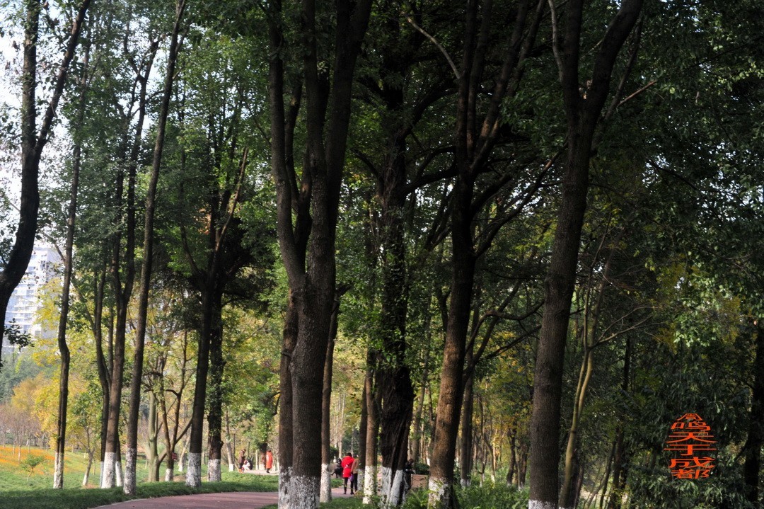 成都市 观音桥 沙河边         周鸣天