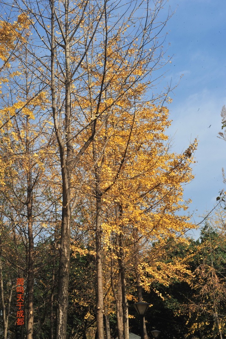 成都市 观音桥 沙河边         周鸣天