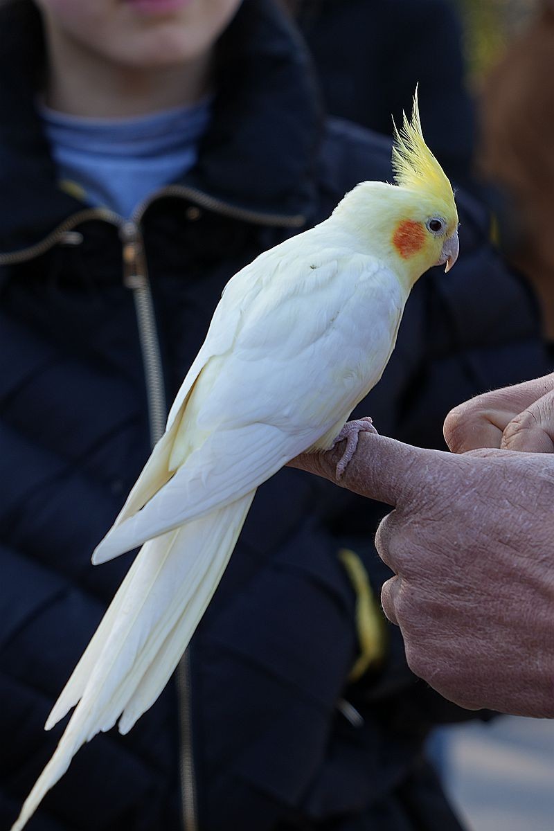 一只被调教得非常乖巧的白鹦鹉