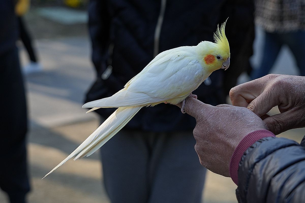 一只被调教得非常乖巧的白鹦鹉