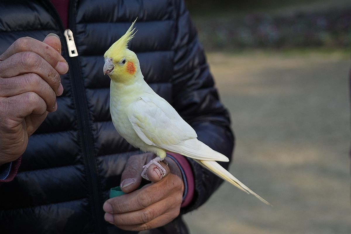 一只被调教得非常乖巧的白鹦鹉