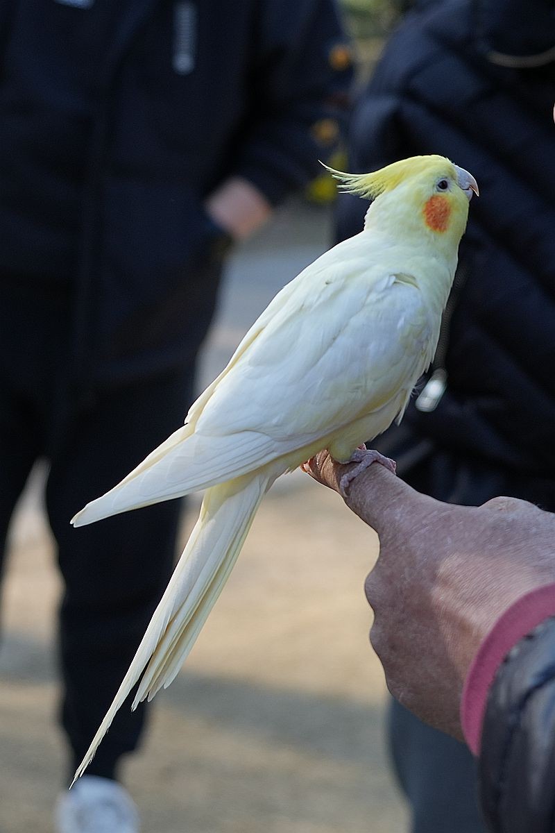 一只被调教得非常乖巧的白鹦鹉