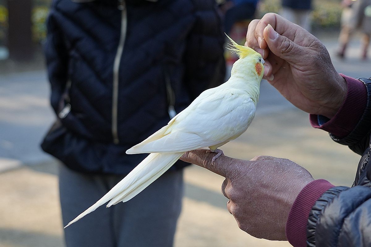 一只被调教得非常乖巧的白鹦鹉