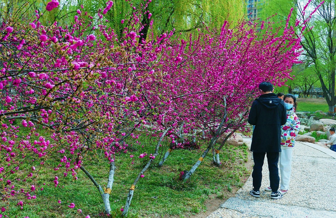 典型的街拍抓拍风景花草白猫当然有妹子了啥都有哈哈