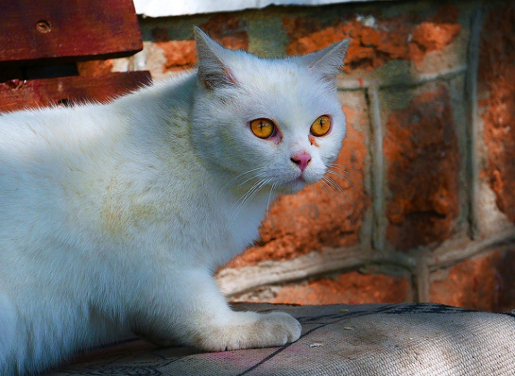典型的街拍抓拍《风景，花草，白猫当然有妹子了》啥都有！哈哈！