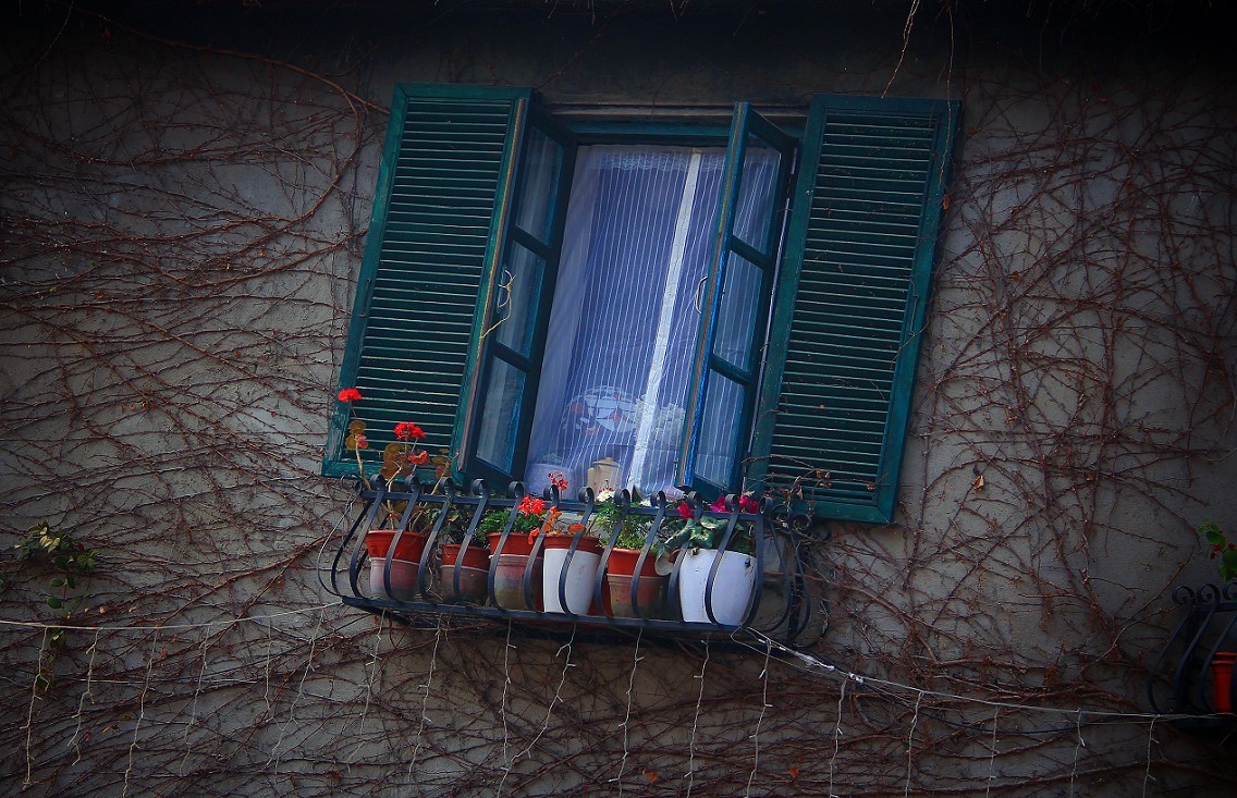 典型的街拍抓拍《风景，花草，白猫当然有妹子了》啥都有！哈哈！