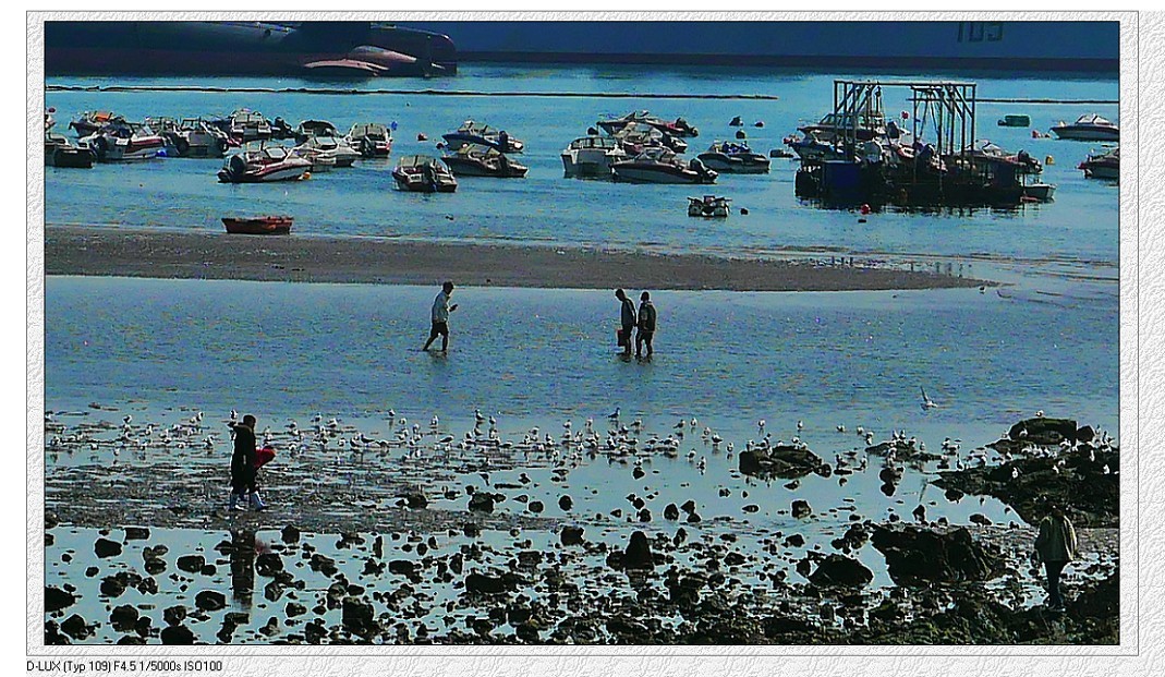 典型的街拍抓拍《风景，花草，白猫当然有妹子了》啥都有！哈哈！