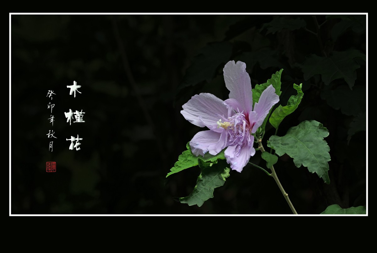 淡雅漂亮的木槿花