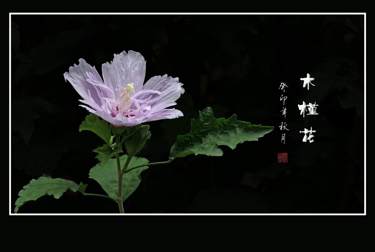 淡雅漂亮的木槿花