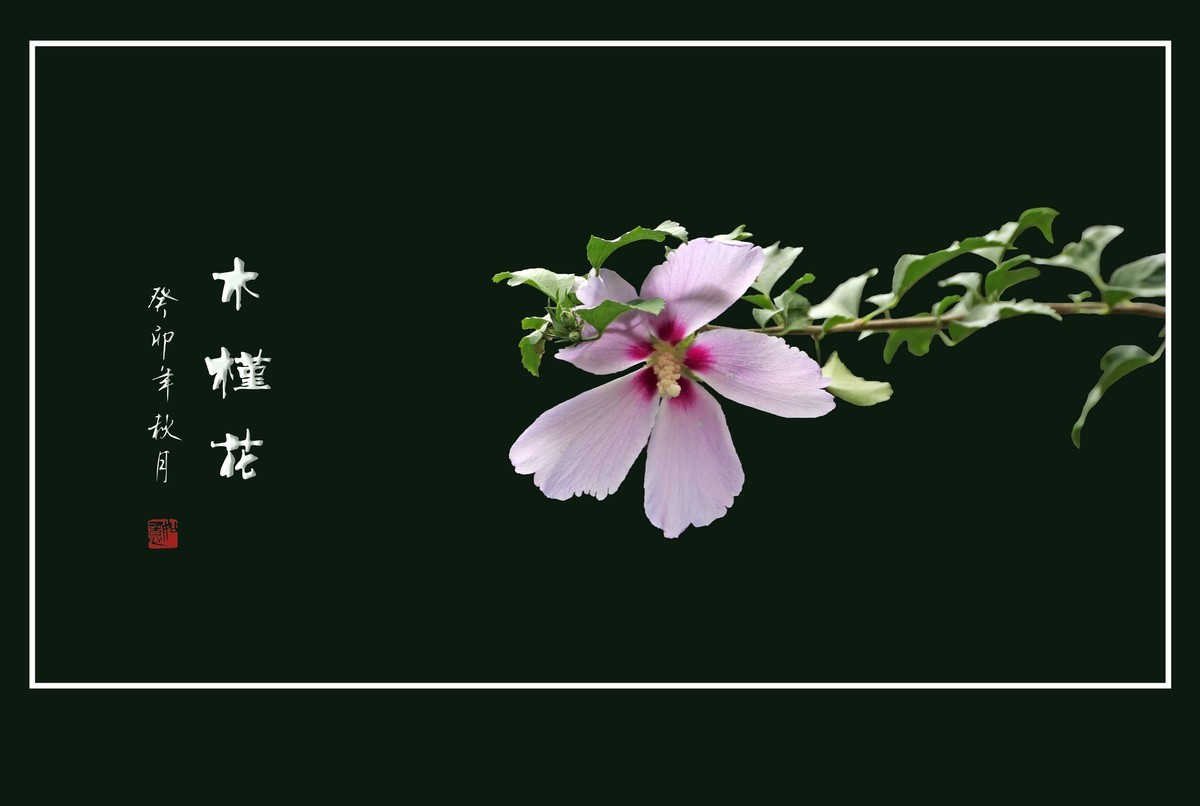 淡雅漂亮的木槿花