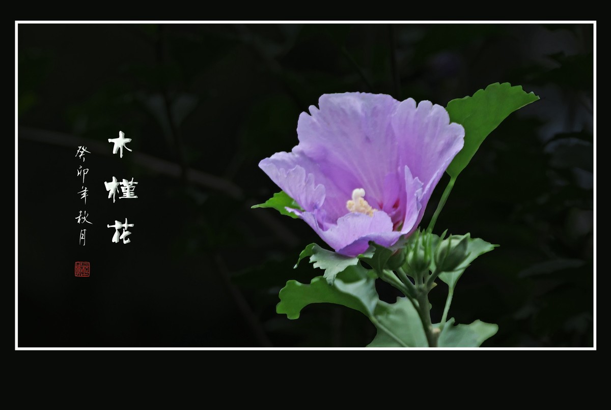 淡雅漂亮的木槿花