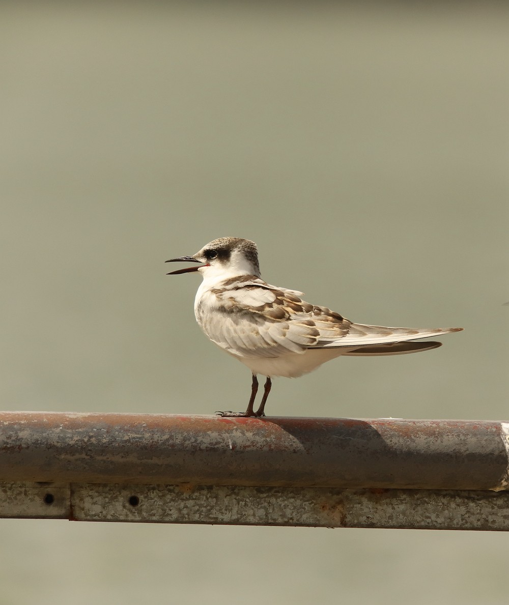 一梭子拍鸟20230924燕鸥