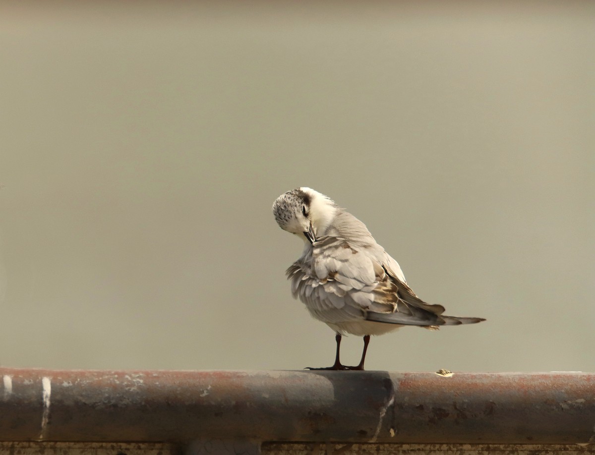 一梭子拍鸟20230924燕鸥