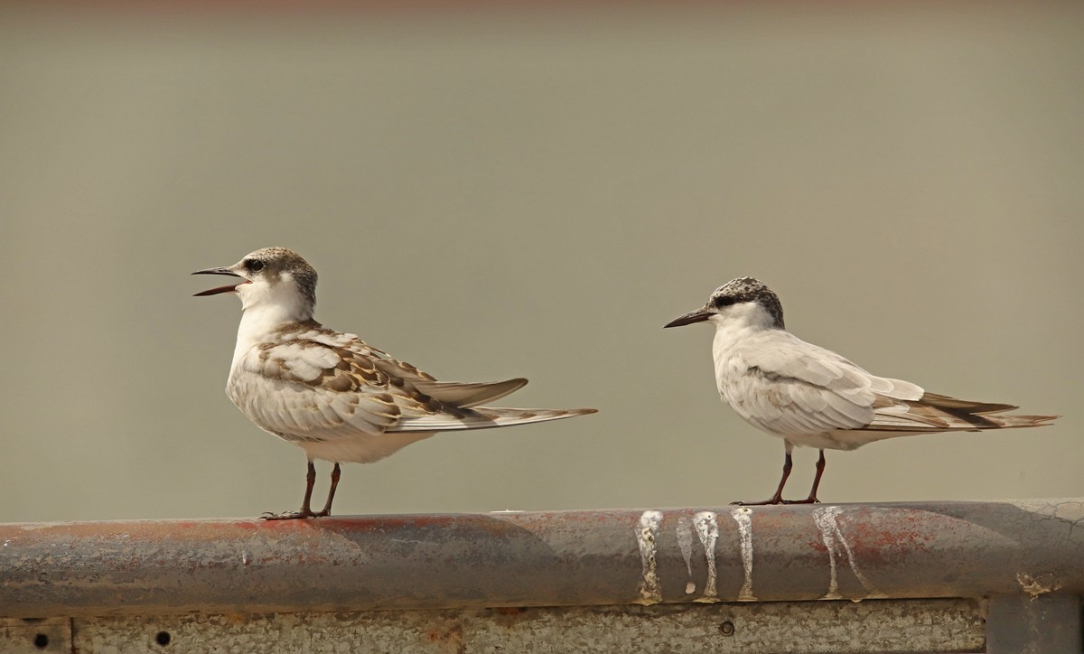 一梭子拍鸟20230924燕鸥