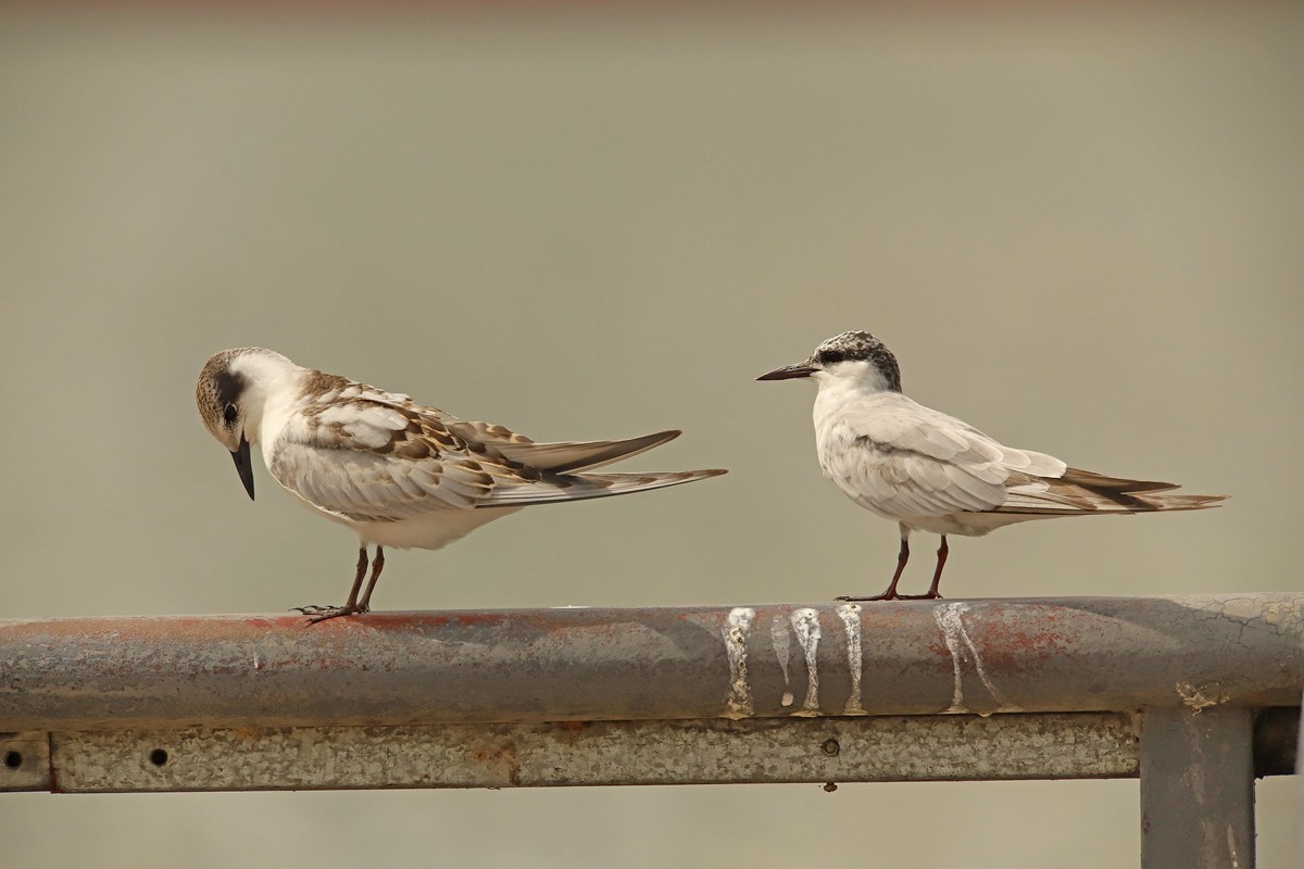 一梭子拍鸟20230924燕鸥