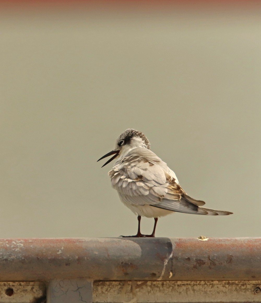 一梭子拍鸟20230924燕鸥