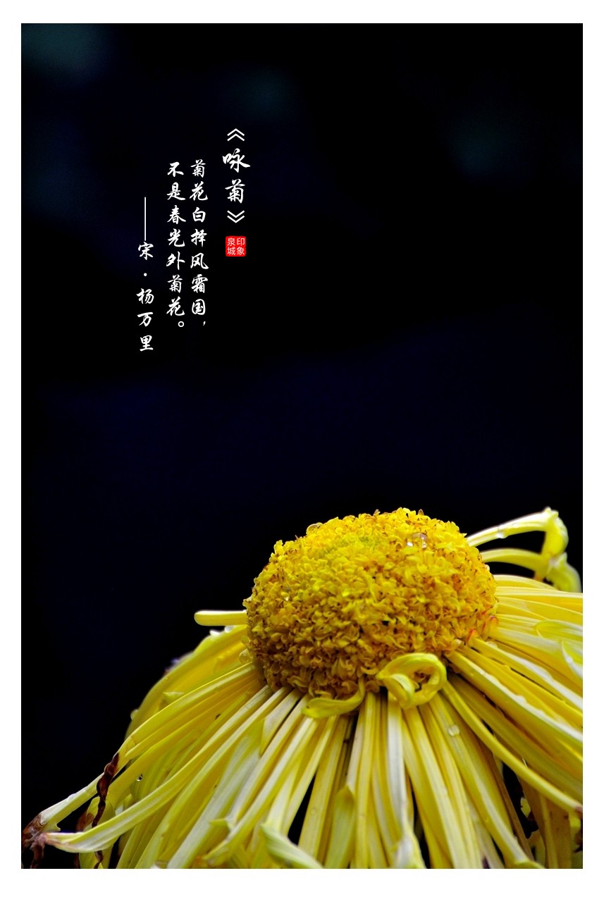 【视觉光影】菊香泉城（5）