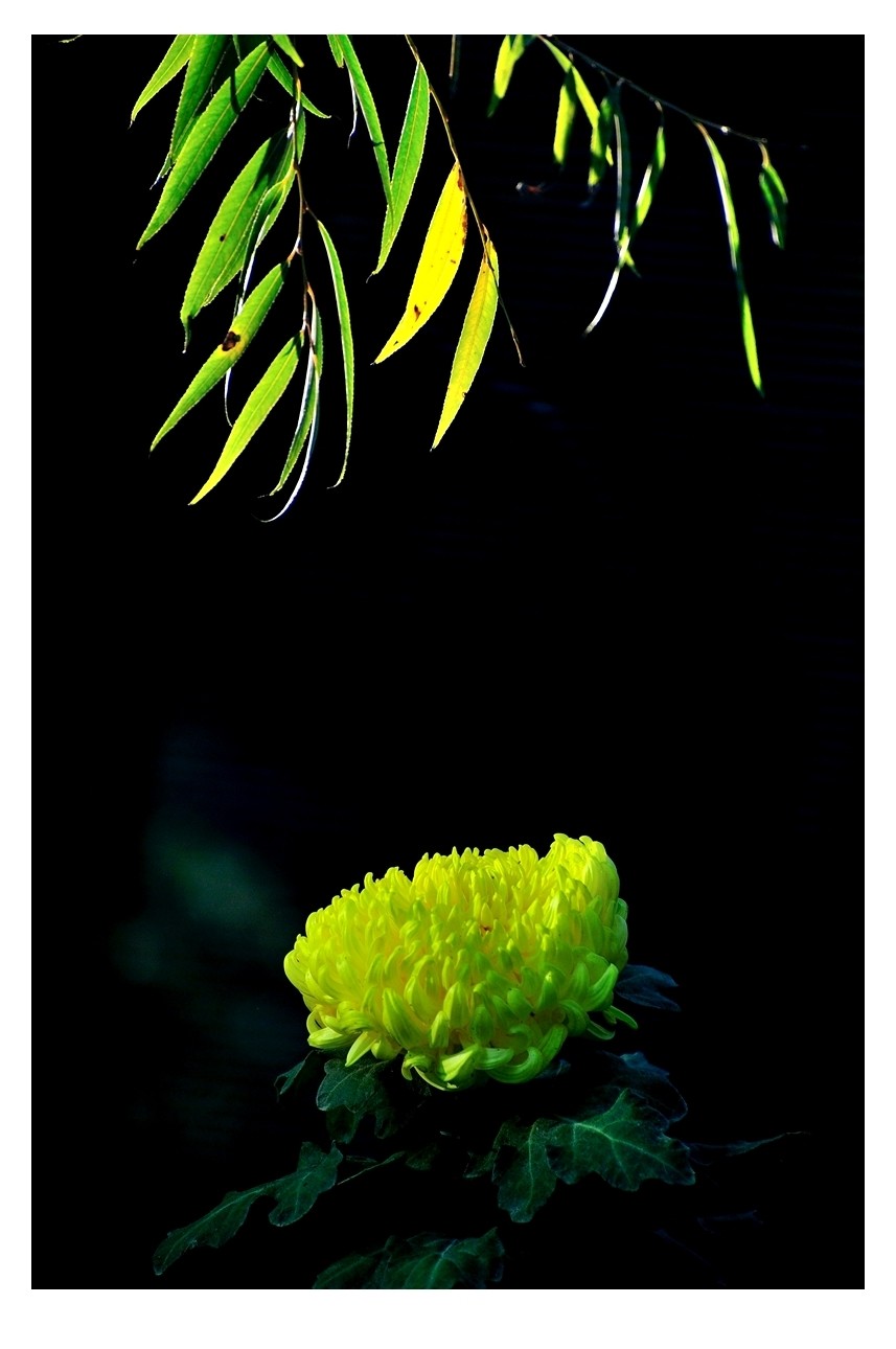 【视觉光影】菊香泉城（5）