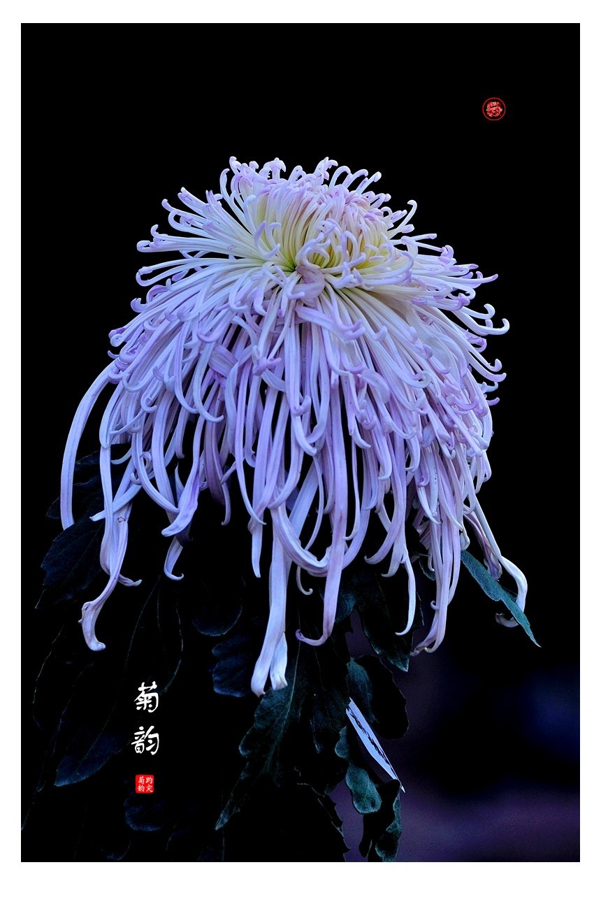 【视觉光影】菊香泉城（5）