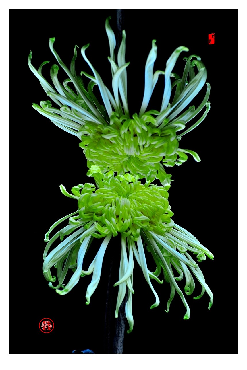 【视觉光影】菊香泉城（5）