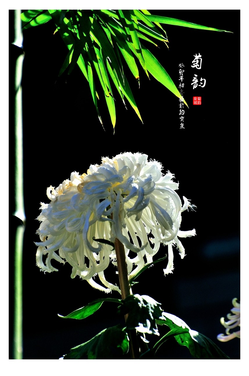 【视觉光影】菊香泉城（5）