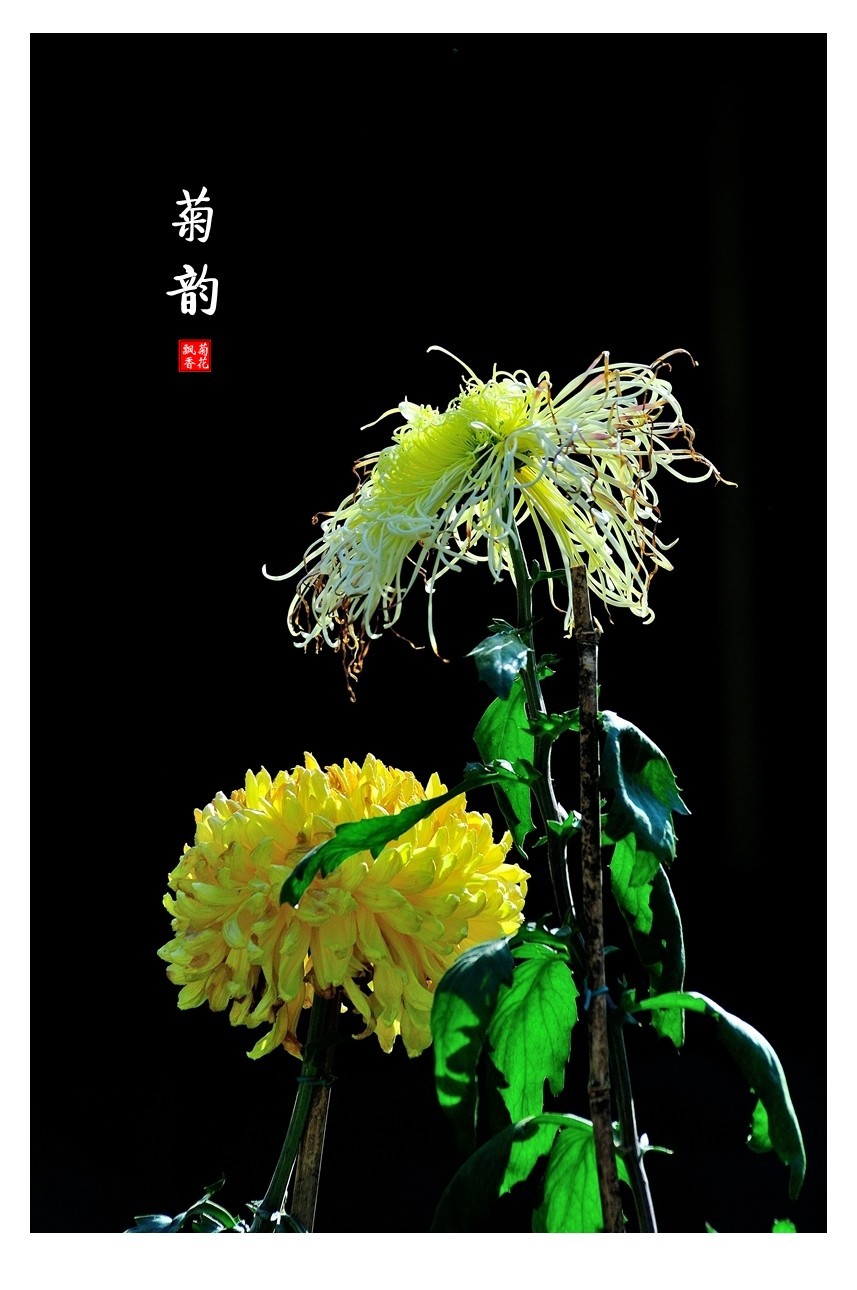 【视觉光影】菊香泉城（5）