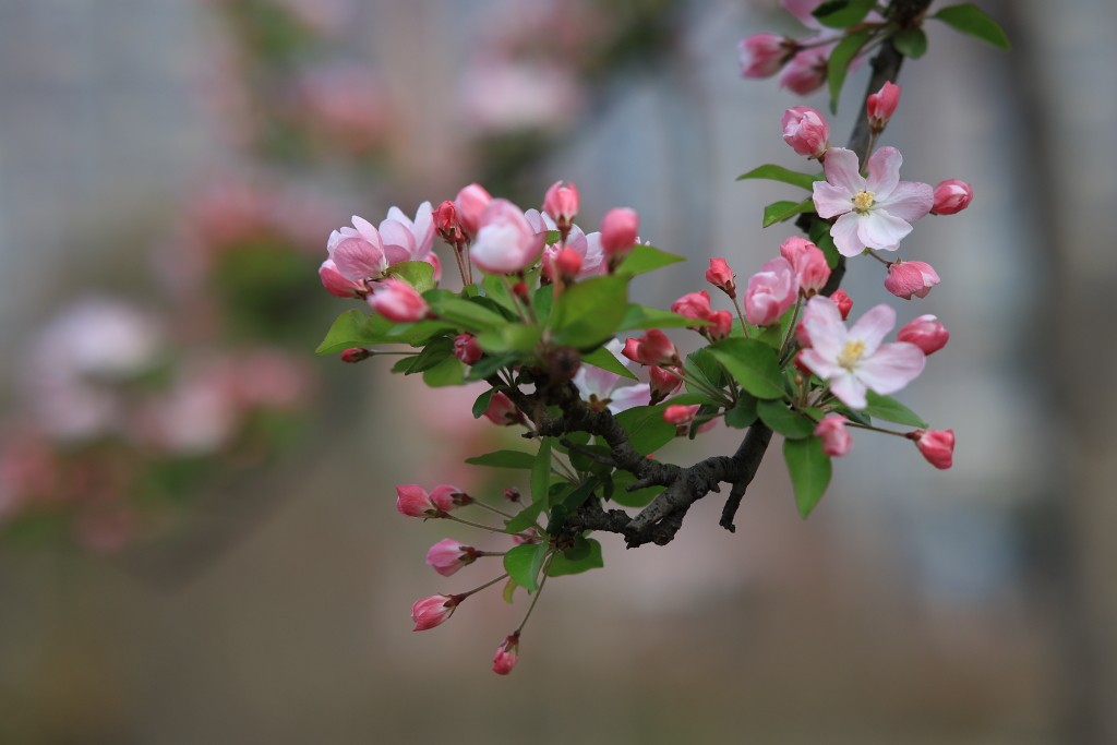 春花烂漫，百花争艳.