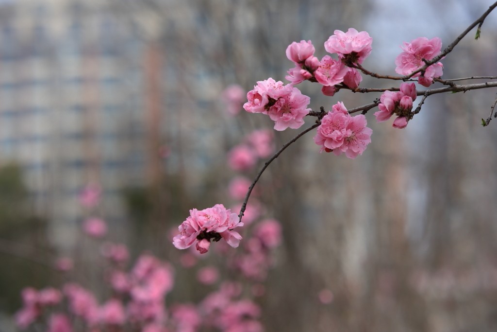 春花烂漫，百花争艳.