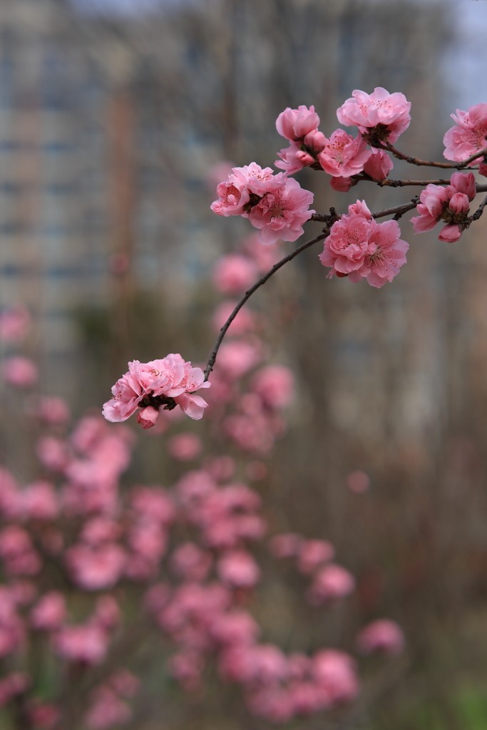 春花烂漫，百花争艳.