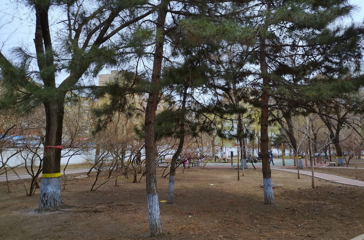 4.20日哈尔滨黛秀植物园---淡绿朦胧    1/2