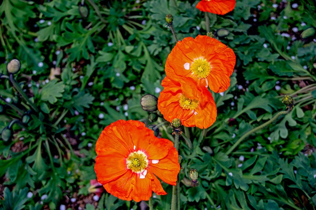 初四成都植物园拍花3