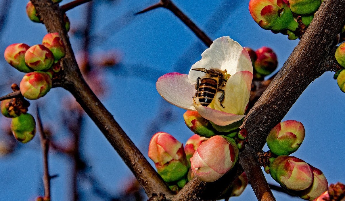 初四成都植物园拍花3
