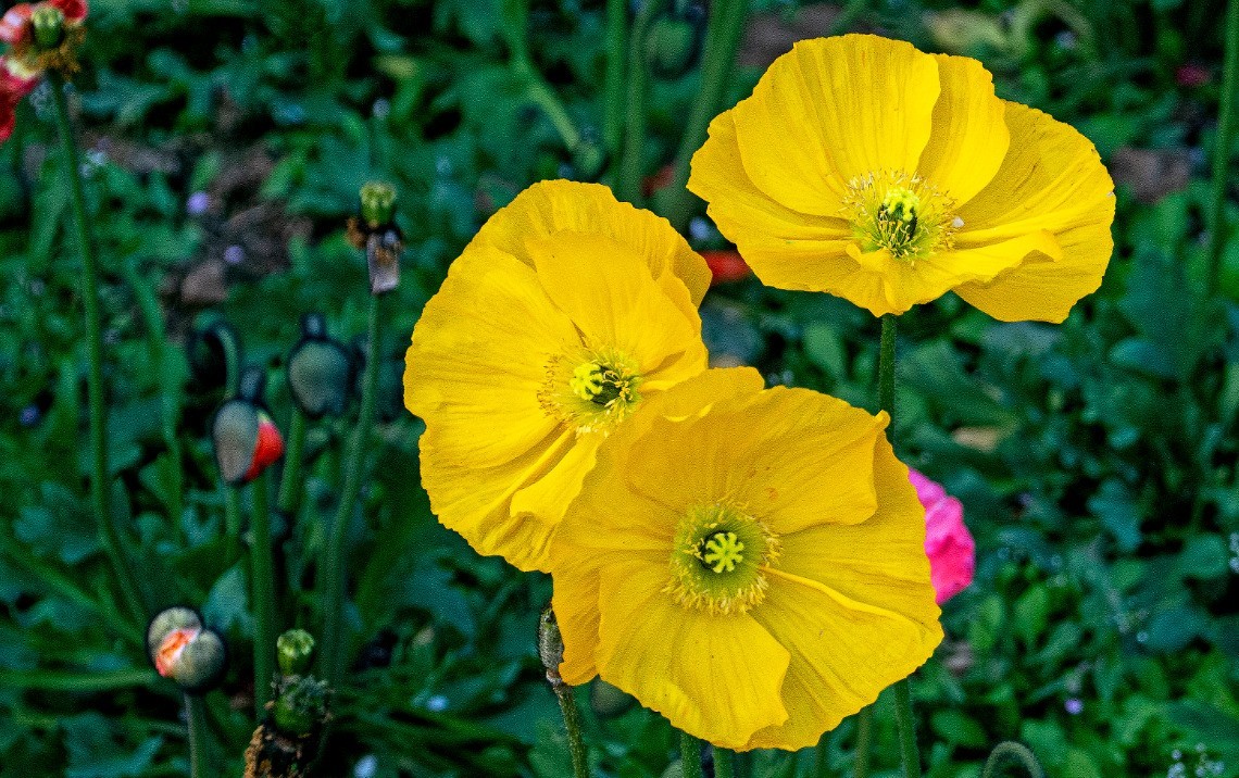 初四成都植物园拍花3