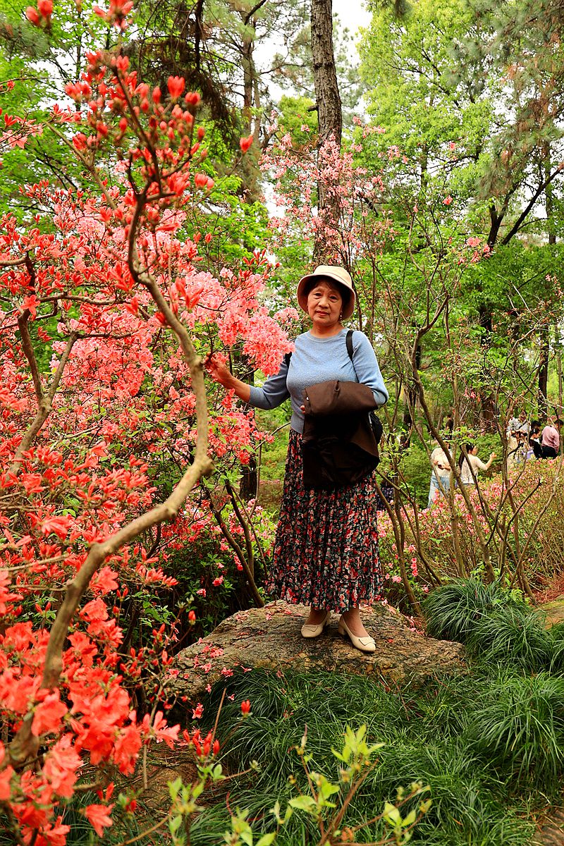 老婆婆逛杜鹃园