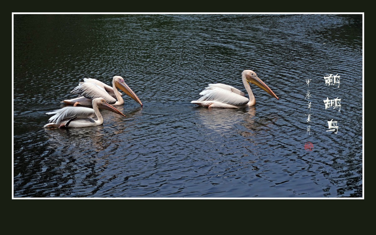 悠闲自在的鹈鹕鸟