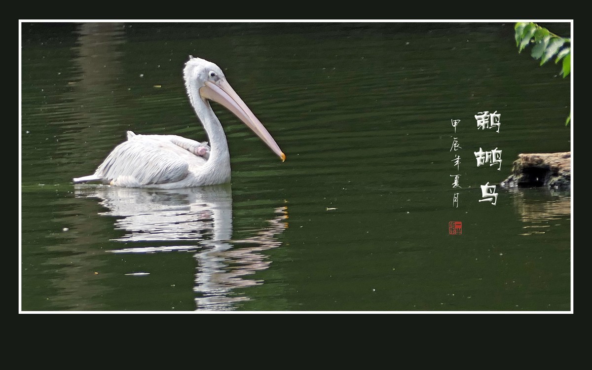 悠闲自在的鹈鹕鸟