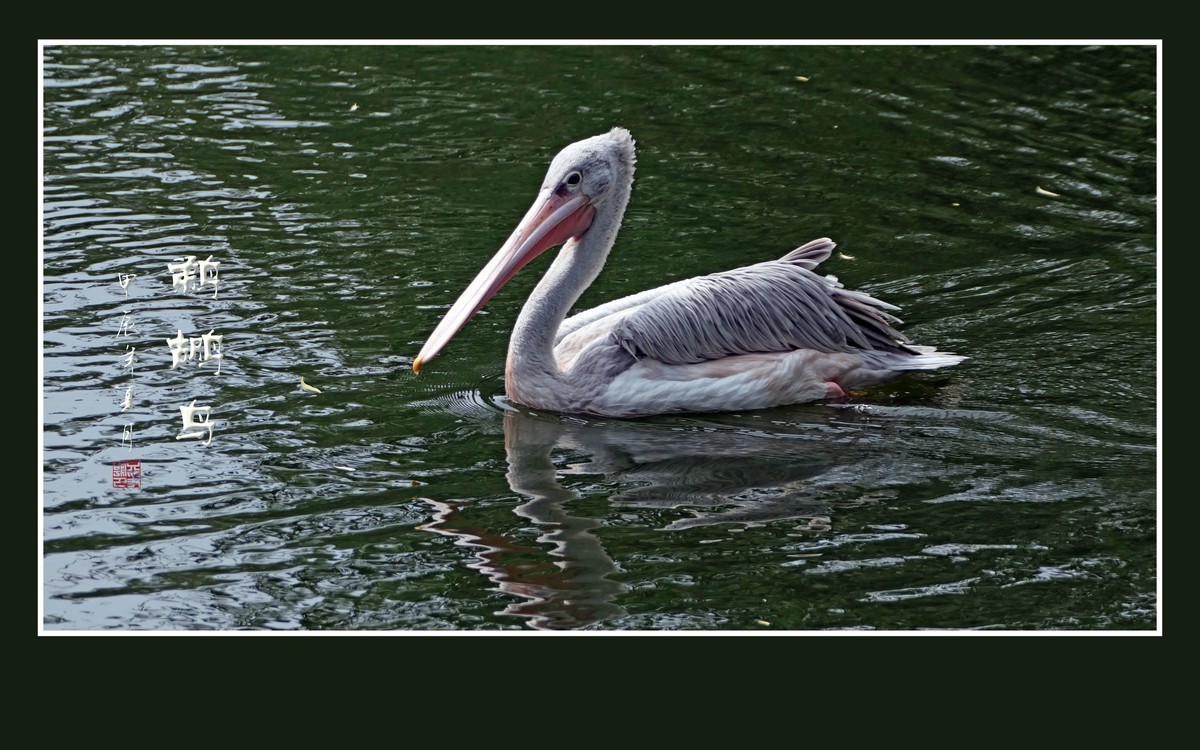 悠闲自在的鹈鹕鸟