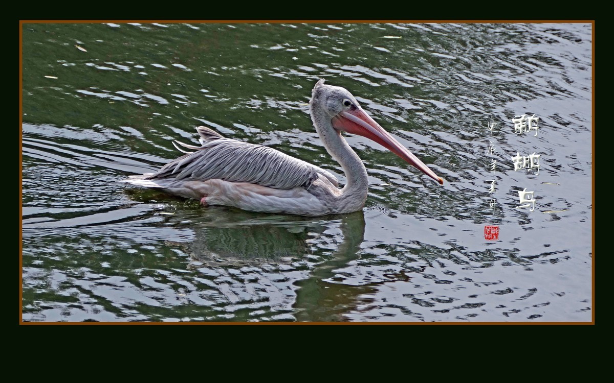 悠闲自在的鹈鹕鸟