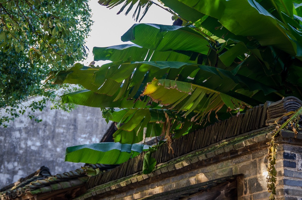 打开乌镇色彩的正确方式（宾得K5）