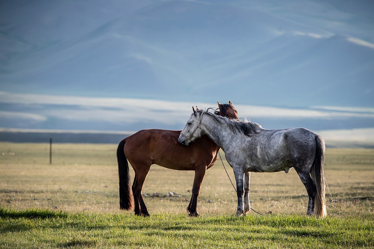 迷恋巴音布鲁克大草原-2022新疆独库公路自驾游见闻之三