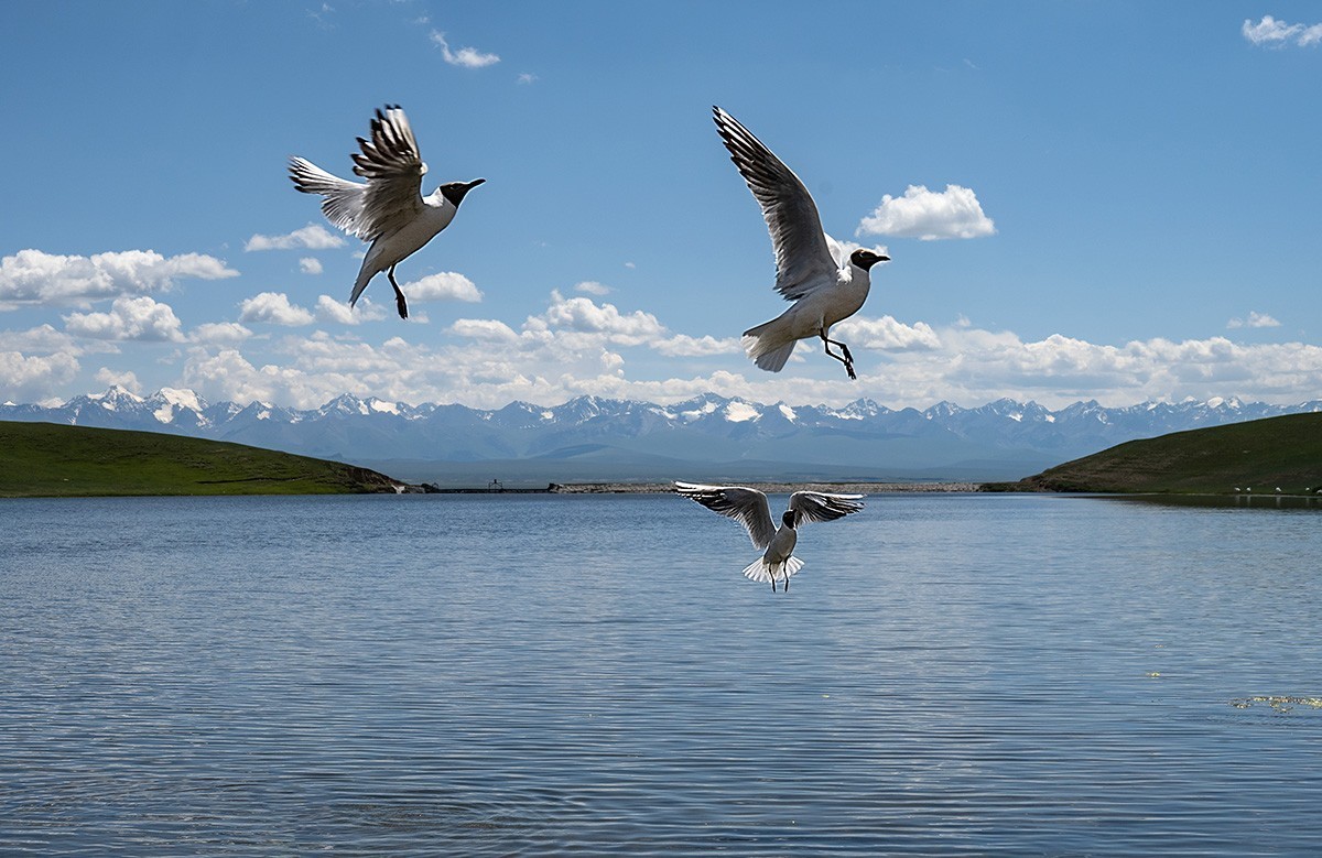 迷恋巴音布鲁克大草原-2022新疆独库公路自驾游见闻之三