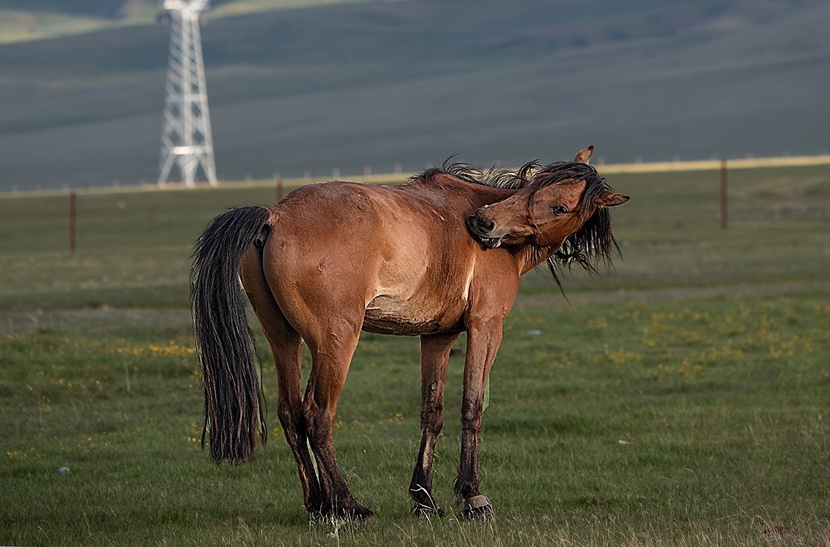 迷恋巴音布鲁克大草原-2022新疆独库公路自驾游见闻之三