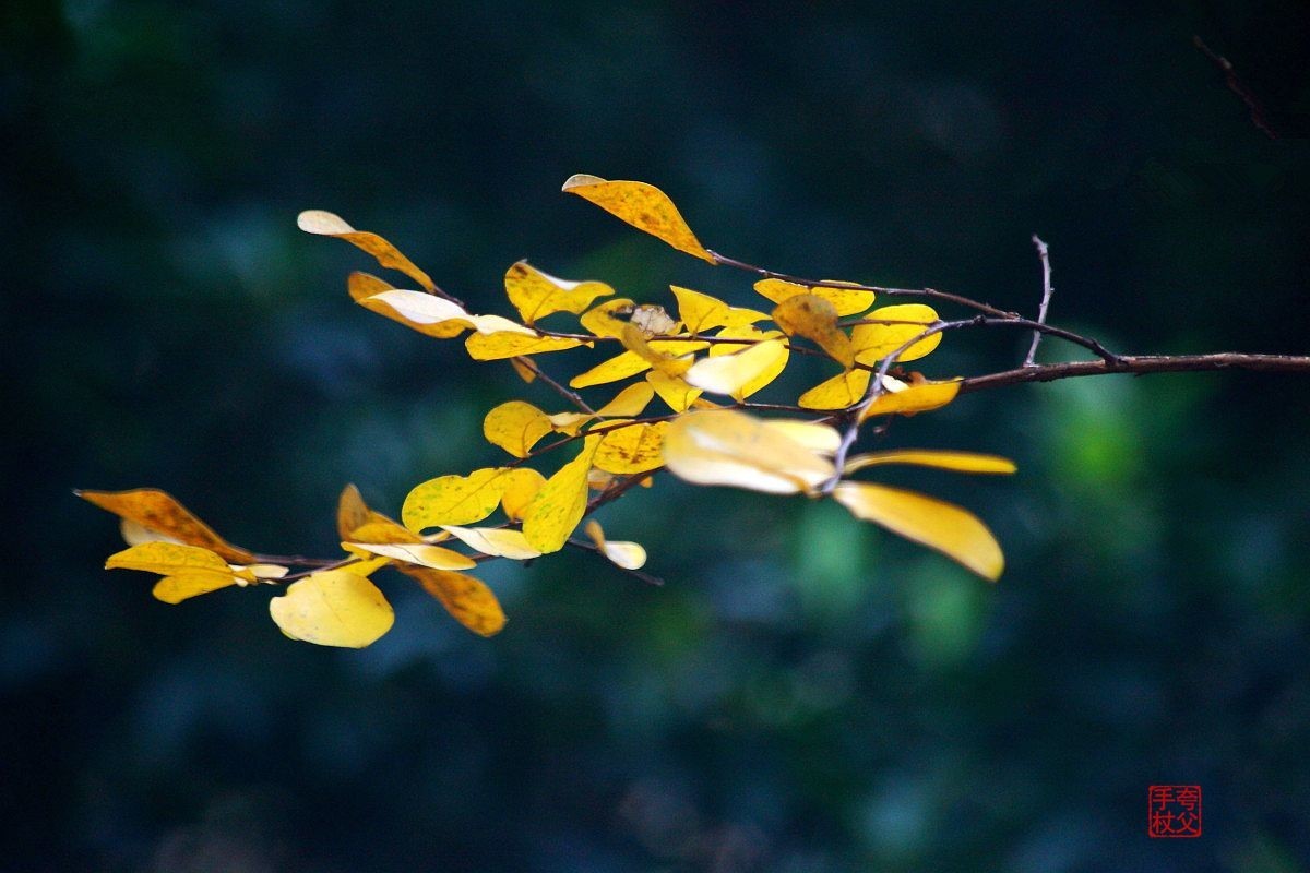 疫情封控中，只能在小区内随拍（七）