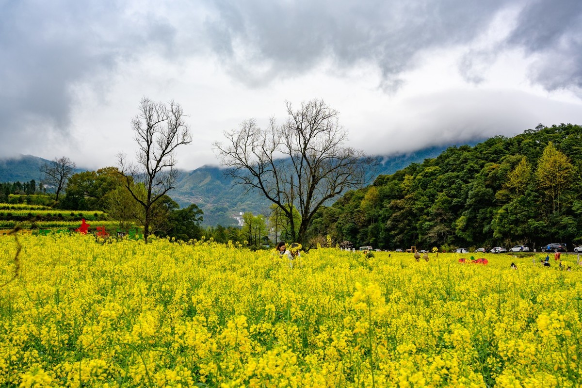 婺源之旅（时隔7年终于拍到油菜花了）