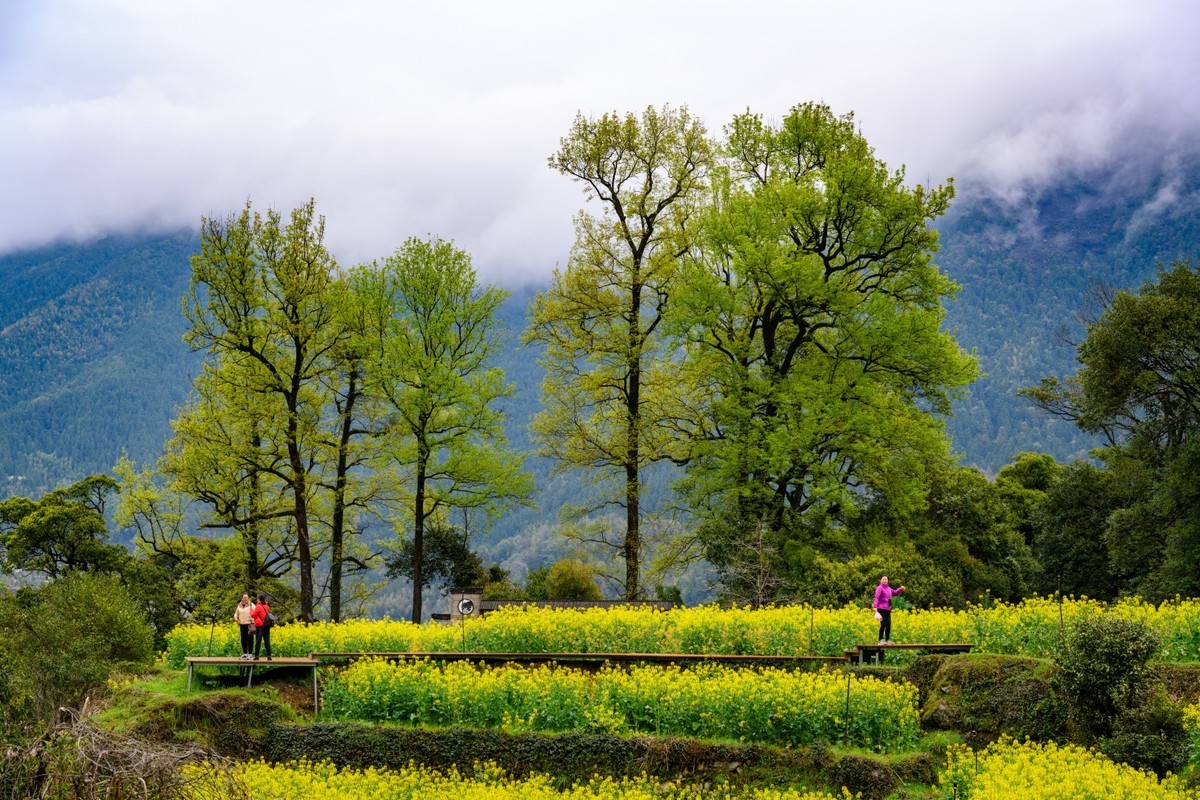 婺源之旅（时隔7年终于拍到油菜花了）