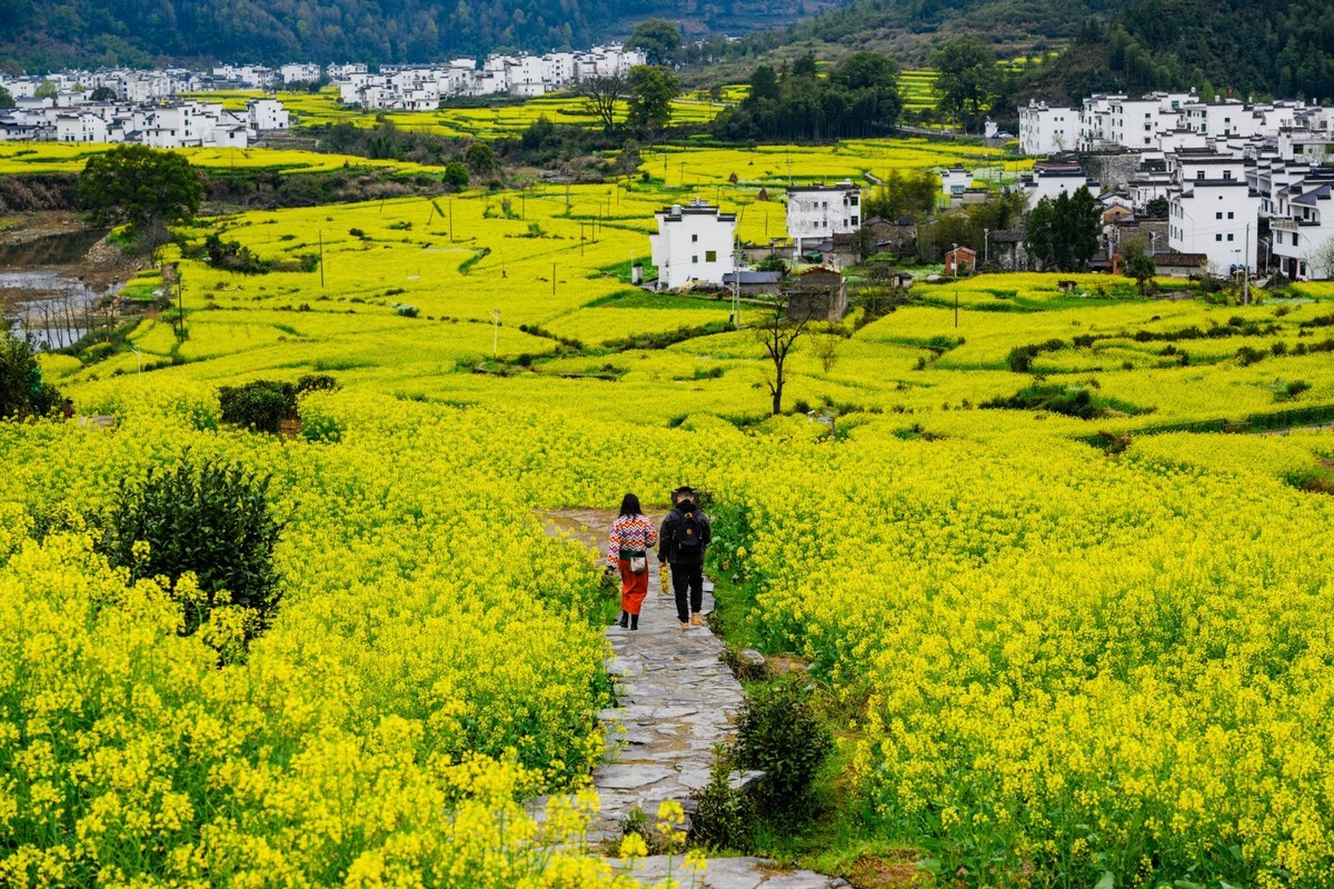 婺源之旅（时隔7年终于拍到油菜花了）-中关村在线摄影论坛