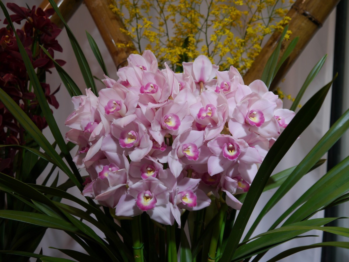 江南行之南京篇--中山植物园赏花（1）